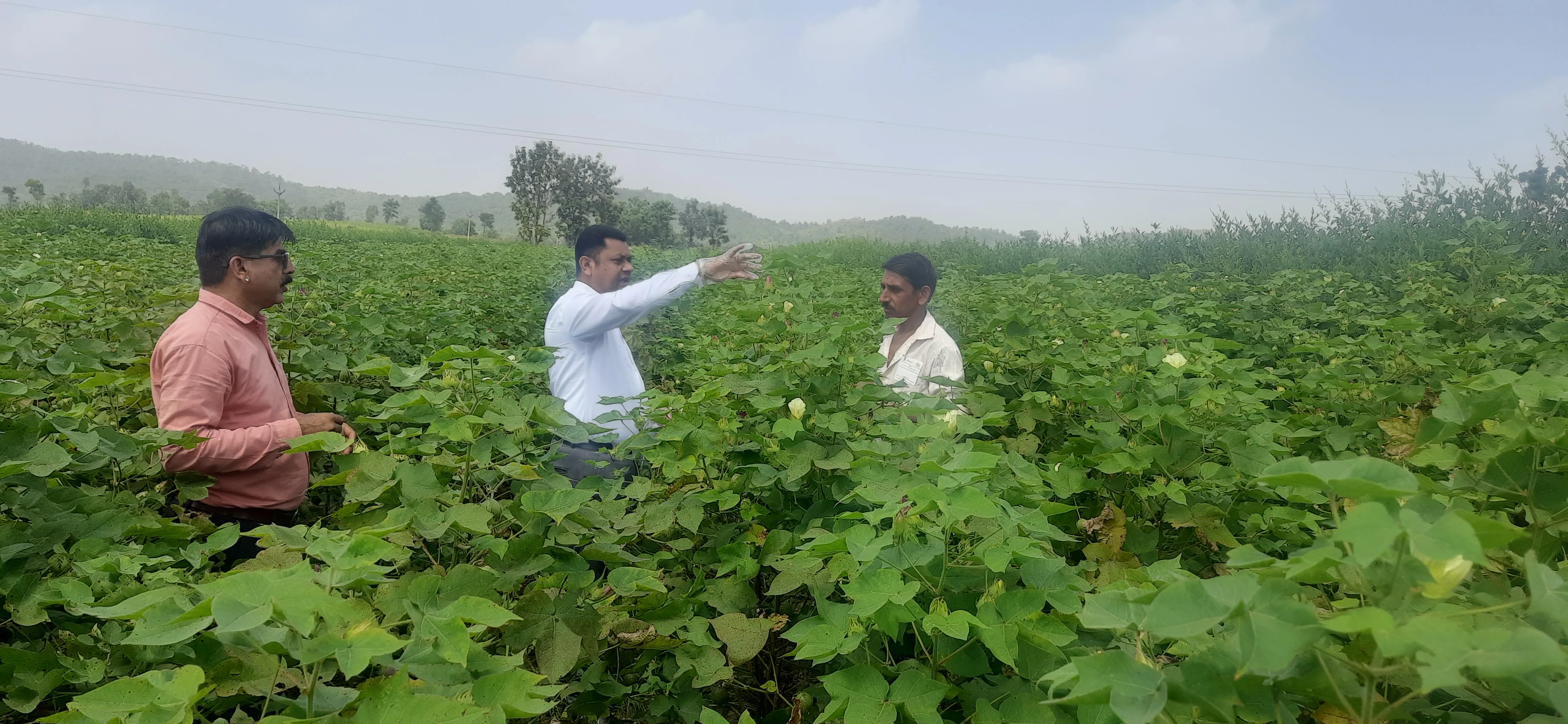 Sampling Of Standing Crops